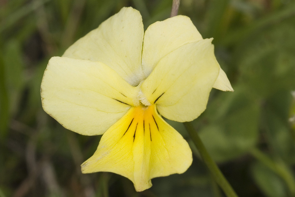 Viola calcarata/Viola con sperone